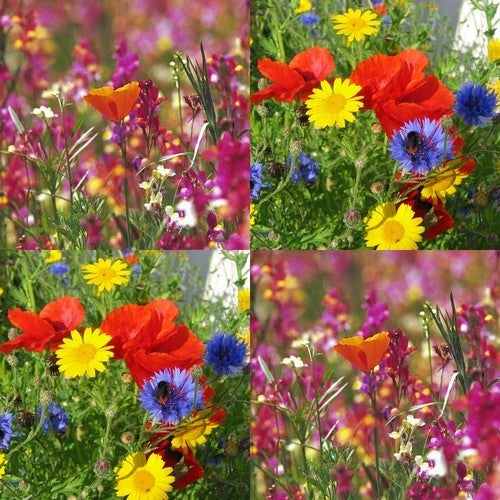 Wildbloemenmengsel