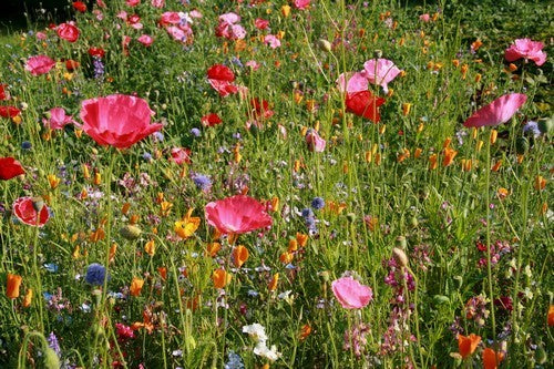 Wildbloemenmengsel