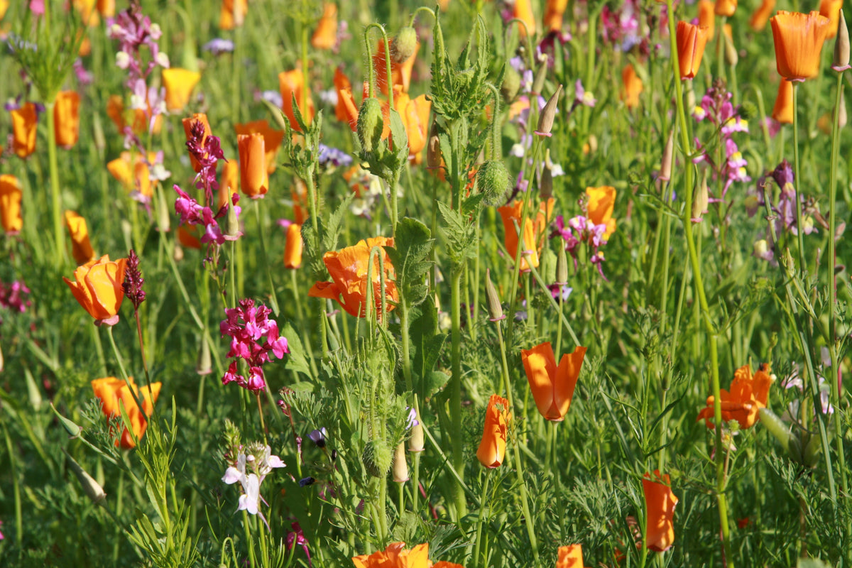 Wildbloemenmengsel