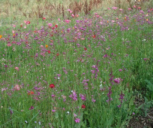 Wildbloemenmengsel