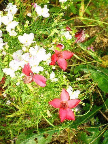 Wildbloemenmengsel