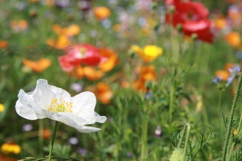 Wildbloemenmengsel