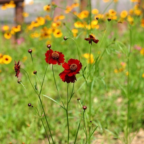 Wildbloemenmengsel