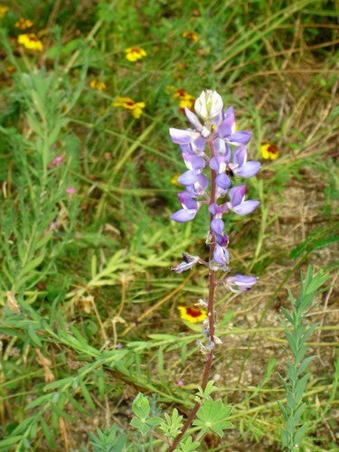 Wildbloemenmengsel