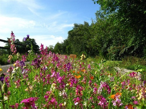 Wildbloemenmengsel