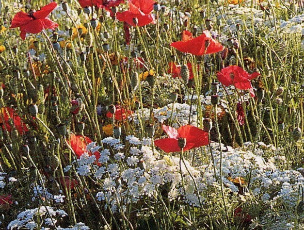 Wildbloemenmengsel