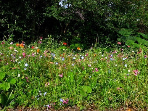 Wildbloemenmengsel