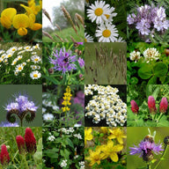 Gras & Kruid & Bloem voor Zandgrond - 100 g