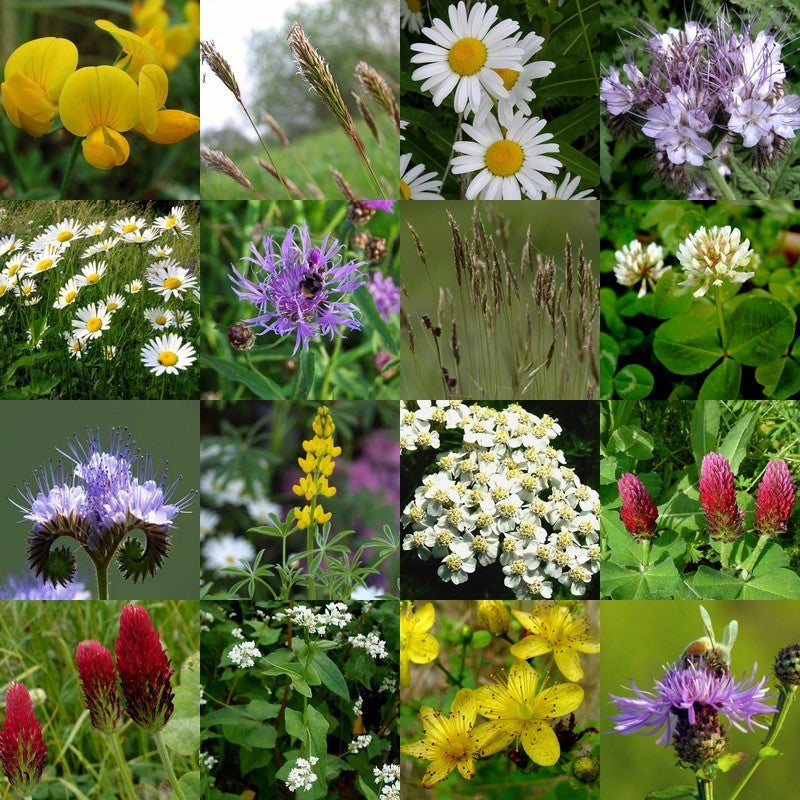 Gras & Kruid & Bloem voor Zandgrond