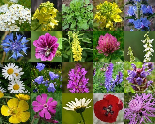 Wildbloemen 'Achttien Toppers'