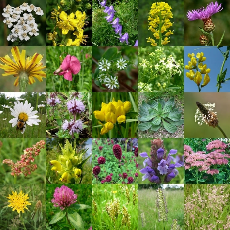 Wildbloemen & Wilde Grassen 'Meerjarig en Inheems'