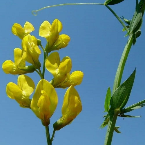 Wildflowers & Wild Grasses 'Perennial and Native'