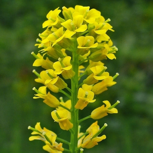 Wildflowers & Wild Grasses 'Perennial and Native'