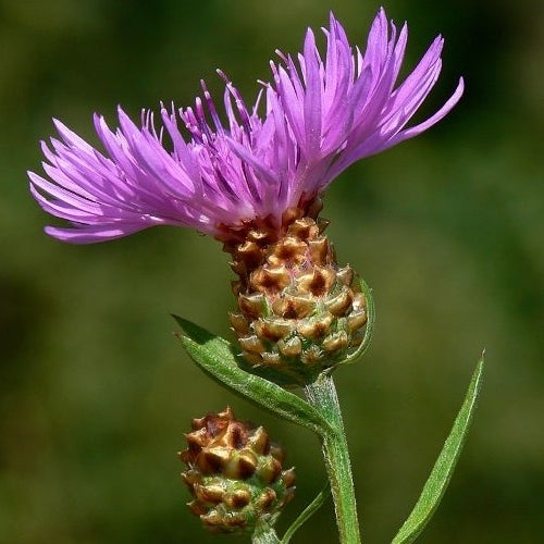 Wildflowers & Wild Grasses 'Perennial and Native'
