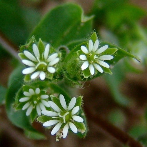 Wildflowers & Wild Grasses 'Perennial and Native'