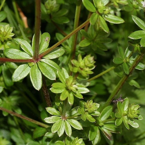 Wildflowers & Wild Grasses 'Perennial and Native'