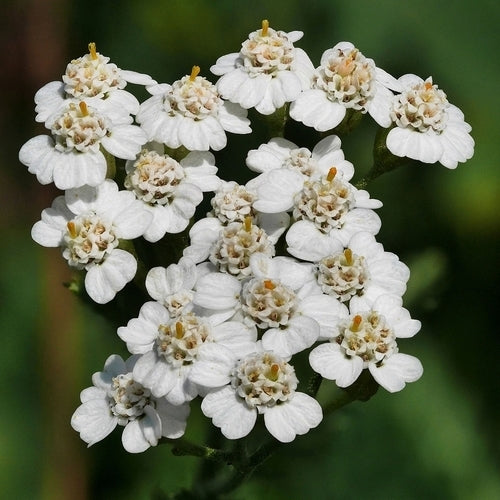 Wildflowers & Wild Grasses 'Perennial and Native'