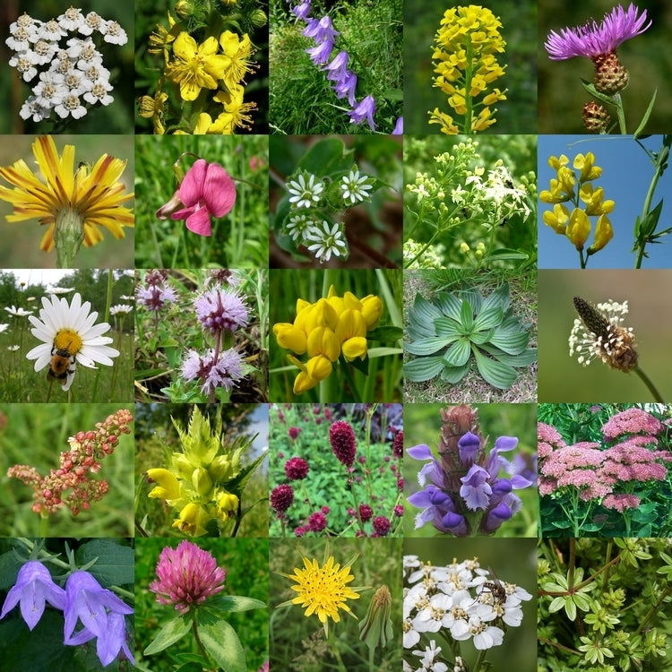Wildbloemen 'Meerjarig en Inheems'