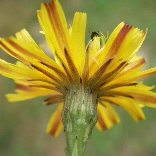 Wildflowers 'Perennial and Native'