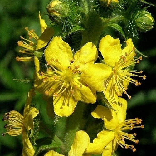 Wildflowers 'Perennial and Native'