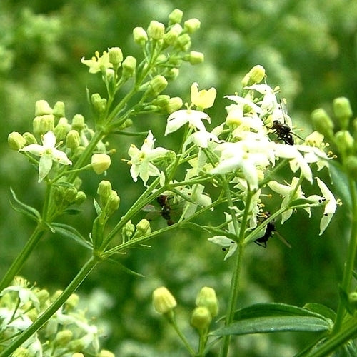 Wildflowers 'Perennial and Native'