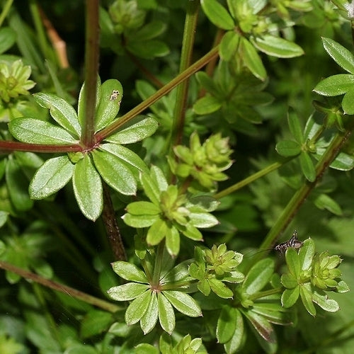 Wildflowers 'Perennial and Native'