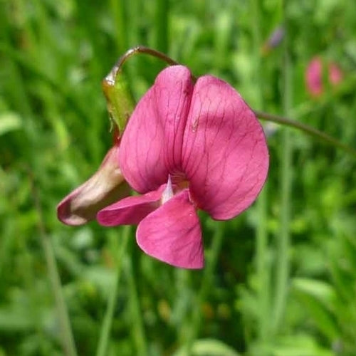 Wildflowers 'Perennial and Native'