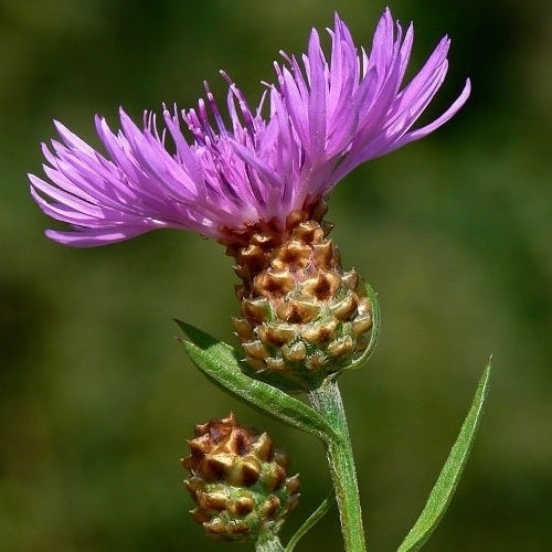 Wildflowers 'Perennial and Native'