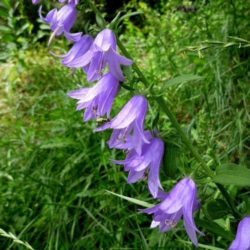 Wildflowers 'Perennial and Native'