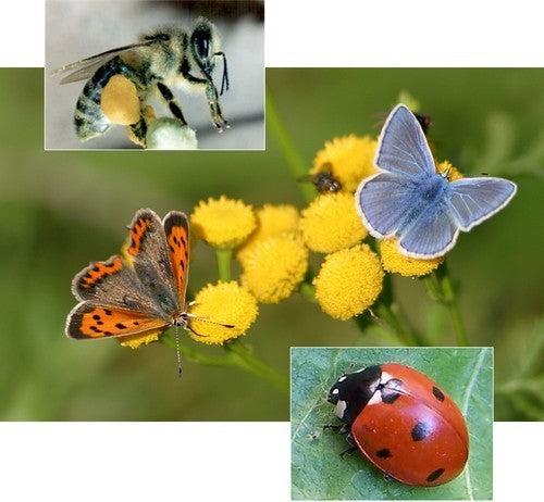 Vlinder- en Insectenweide Topmix