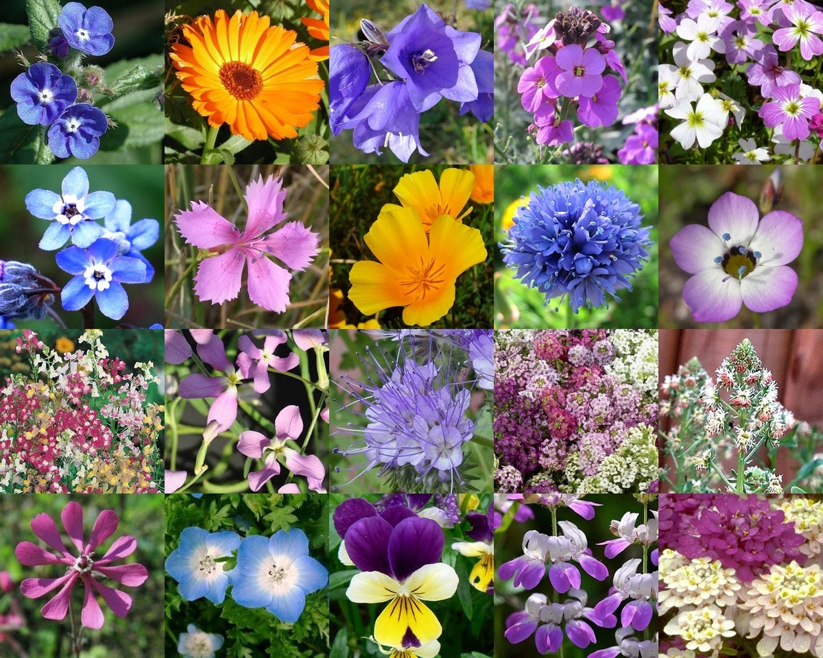 Bloembakbloemenweide 'Dwarf Annual Wildflowers'