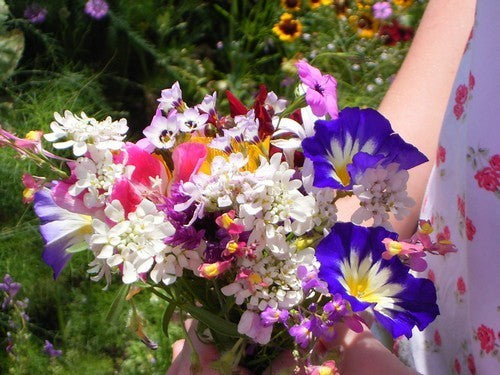Bloembakbloemenweide 'Dwarf Annual Wildflowers'