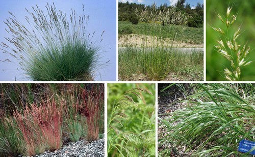 Inheemse Grassen Droge Grond