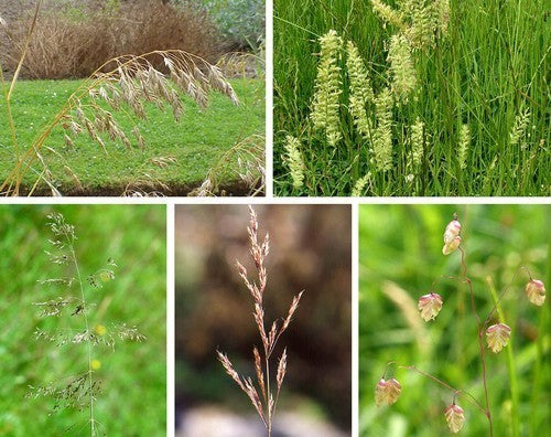Inheemse Grassen Droge Grond