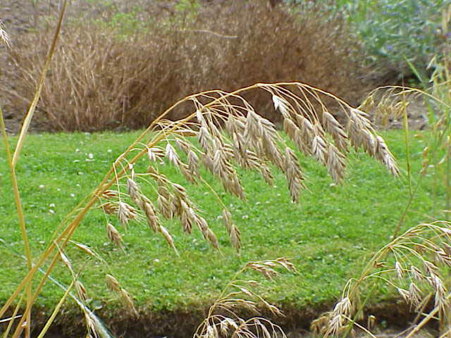 Inheemse Grassen Droge Grond
