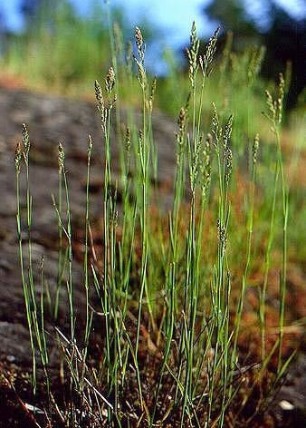 Inheemse Grassen Droge Grond