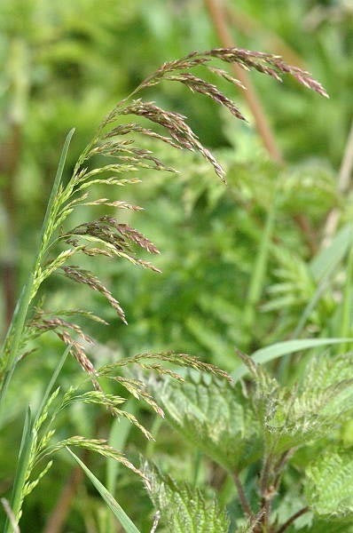 Inheemse Grassen Droge Grond