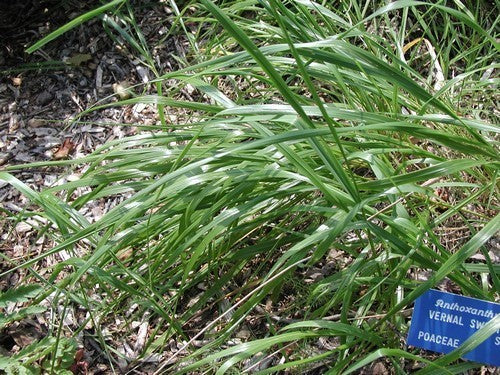 Inheemse Grassen Droge Grond