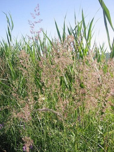 Inheemse Grassen Droge Grond