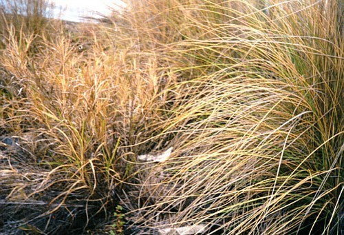 Inheemse Grassen Droge Grond