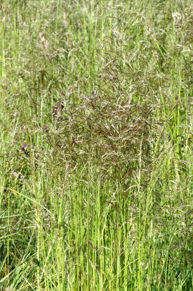 Inheemse Grassen Droge Grond