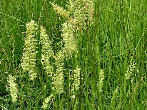 Inheemse Grassen Droge Grond