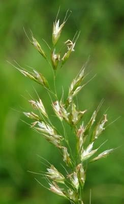 Inheemse Grassen Droge Grond