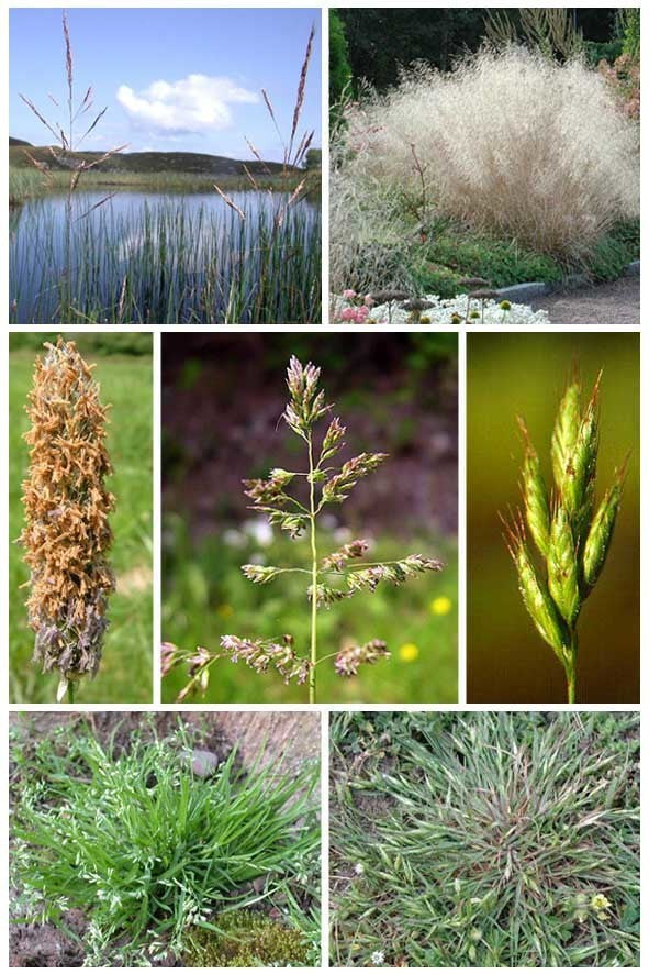 Inheemse Grassen Natte Grond