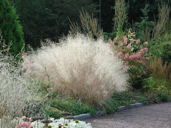 Inheemse Grassen Natte Grond