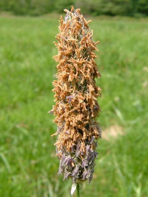 Inheemse Grassen Natte Grond