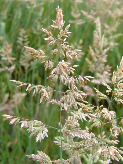 Inheemse Grassen Natte Grond