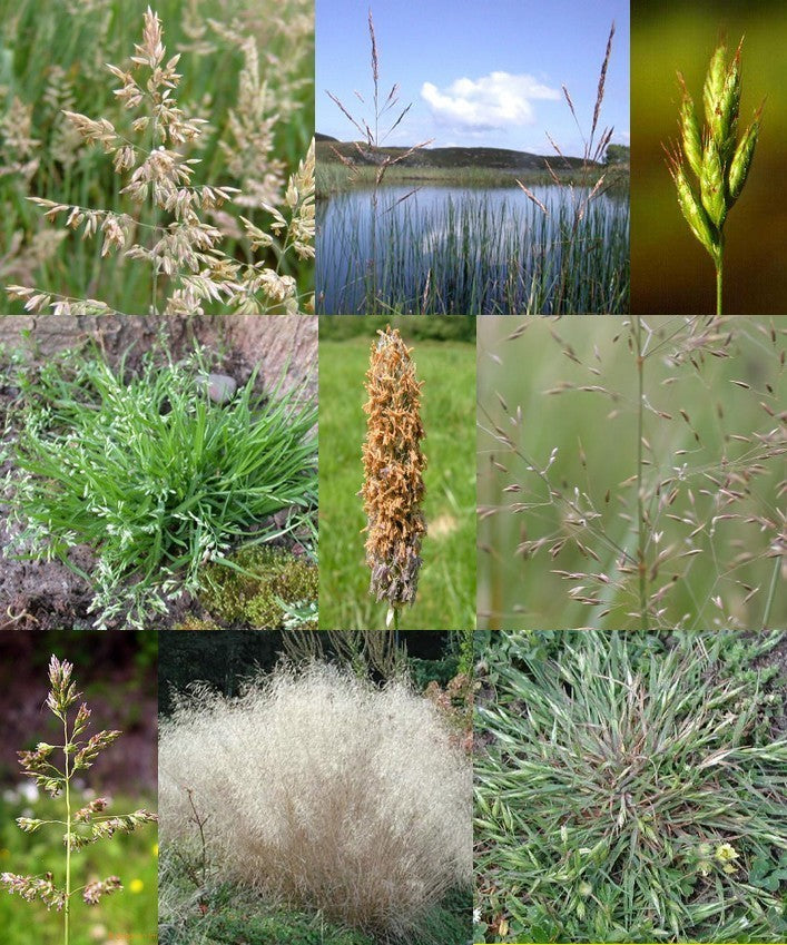 Inheemse Grassen Natte Grond