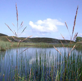 Inheemse Grassen Natte Grond