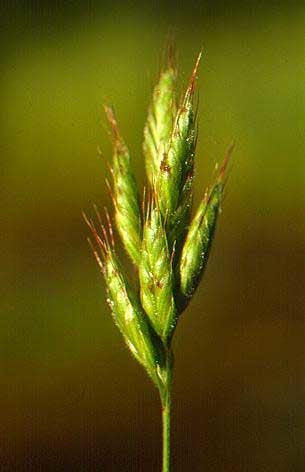 Inheemse Grassen Natte Grond